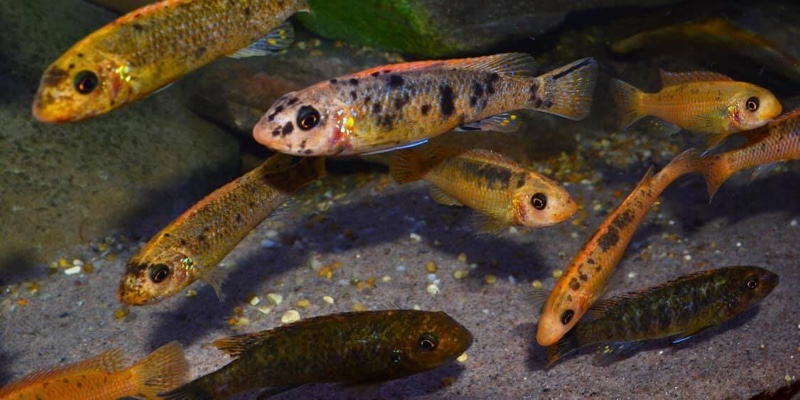 Labeotropheus trewavasae 'Mitande Reef (Rocks)'
